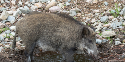 Pro psy smrtelný virus se šíří mezi divokými prasaty. První případy už jsou blízko Příbramska