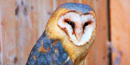 Sezónu v záchranné stanici Hrachov otevřou sovy: Přijďte 5. dubna podpořit zvířecí pacienty