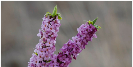 Rozkvétá, když zima ještě drží vládu: jedovatý lýkovec láká vůní a legendami