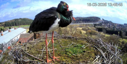 Na milínském komíně úřaduje černý čáp. Podívejte se!