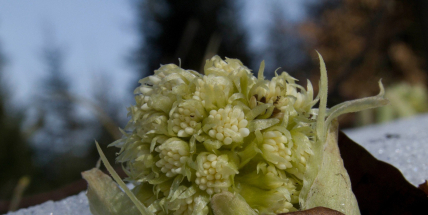 Do Česka se žene prudké ochlazení. Sníh bude i v nížinách, říkají meteorologové