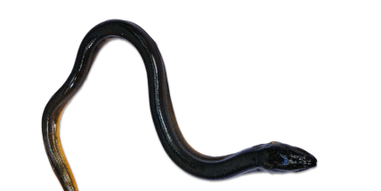 Středočeští rybáři obnovují úhoří populaci, do řek letos vypustí tisíce ryb