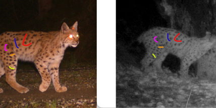 Další šumavský rys navštívil Brdy