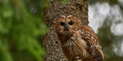 Brdy jsou soví ráj: Kulíšek nejmenší, sýc rousný i puštík obecný mají v CHKO ideální domov
