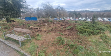 Konec džungle u kulturáku. Jalovce mizí, místo čeká velká proměna