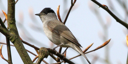 Chcete jaro plné zpěvu? Pak pomozte ptákům. Dnes je jejich mezinárodní den