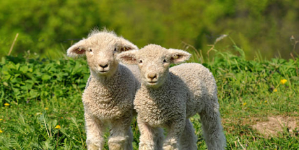 Beránek utekl z formy? Vajíčko prasklo? Sem s tím! Příbram vyhlašuje velikonoční výzvu