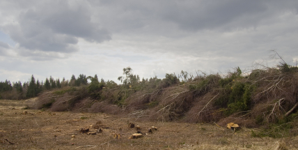 Brdy ožívají: první kroky k návratu divoké přírody