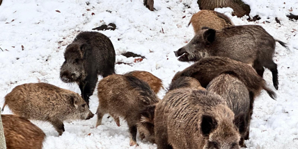 Divočáci v Příbrami už lezou do zahrad. Město chystá odchyt a převzetí honitby