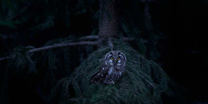 Sýc rousný: úhledný noční lovec horských lesů, kterému kalamitní holiny svědčí