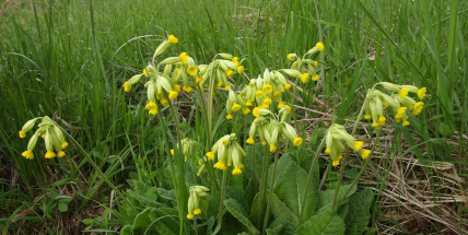 Jaro odemyká petrklíč, ale který z nich to je?