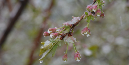 Ranní mrazy udeřily: úroda je v ohrožení, pěstitelé mají před sebou kritické dny