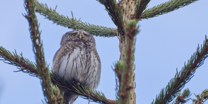 Malý, ale neohrožený. To je kulíšek nejmenší