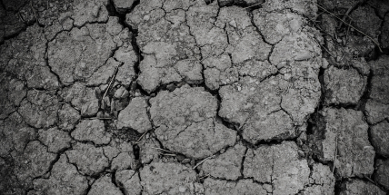 Sucho se prohlubuje. Podle hydrologů už stromy trpí vodním šokem