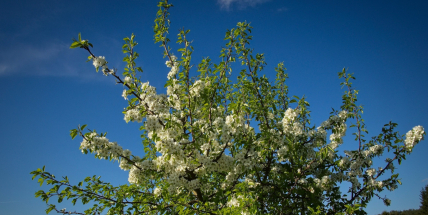 Po jarním nádechu přinese studená fronta citelné ochlazení, hrozí i mrazy, na horách i sníh