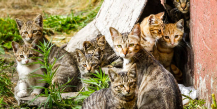 Příbram řeší kočičí krizi: zastupitelé budou rozhodovat o více než 1,3 milionu na péči o toulavé kočky