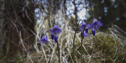 Dřípatka horská: brdská kráska z přítmí starých smrčin