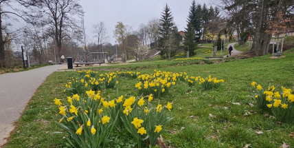 Včely, sady, děti, odpady. Příbram podpoří projekty, které mají smysl