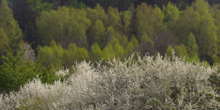 Kolvín v bílém: Brdské bezlesí se proměnilo v jarní pohádku