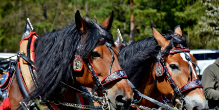 Brdská lesní bitva: Když se síla koní potká s tradicí