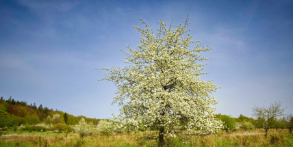 Hrušně a jabloně: Když Brdy rozkvétají vzpomínkami