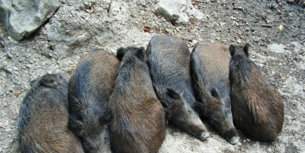 Veterináři v dovezených divočácích znovu potvrdili svalovce