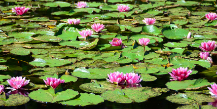 Město nejspíš pronajme rybníky v lesoparku rybářskému svazu