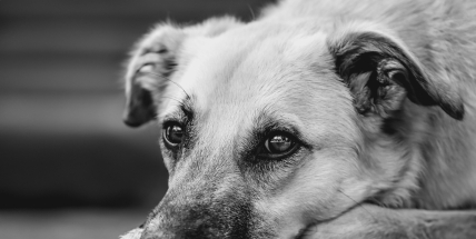 Nebezpečný import: Vzteklina se po letech vrátila do Itálie. Veterináři varují před adopcemi zvířat ze zahraničí