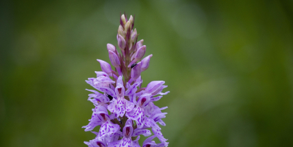 Vzácná orchidej dobývá nové lokality uvnitř Brd