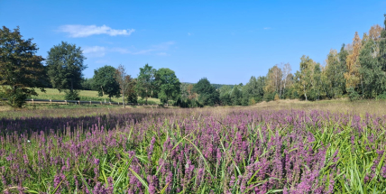 Rozkvetlá louka jako klimatizace? U Příbrami to funguje