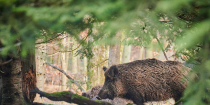 U divočáka dovezeného z Maďarska zjistila veterinární prohlídka nebezpečného svalovce