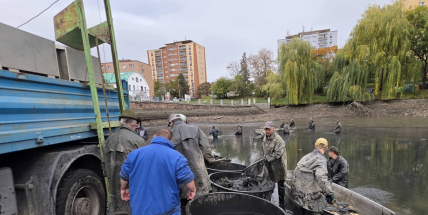 Výlovy pokračují. Z Horní Obory putovali kapři, štiky i amuři do sportovních revírů