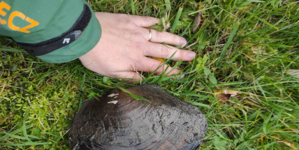 Tichá invaze na dně rybníků! Obří škeblice z Asie vytlačuje naše původní mlže