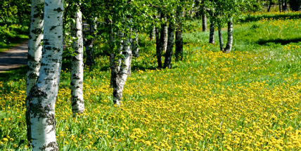 Neznámý vandal poničil stromy na cizí zahradě
