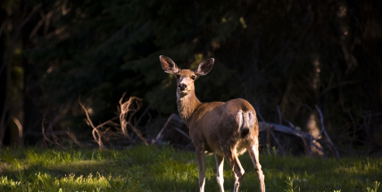 Zloděj si odnesl z domu pouze trofeje