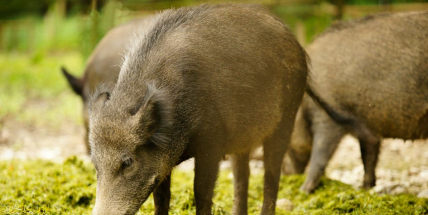V Mníšku budou divočáky odstřelovat uprostřed obce
