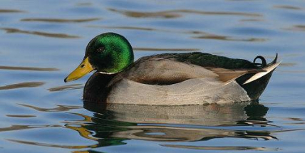 Nekrmte kachny, napomáhá to cerkariím