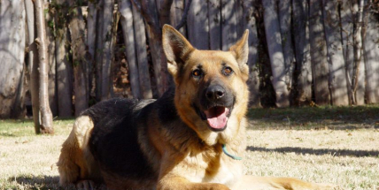 Psí útulek v Lazci nabízí k adopci téměř 20 psů
