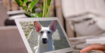 Technické služby města Příbrami zřídily transparentní účet pro psí útulek