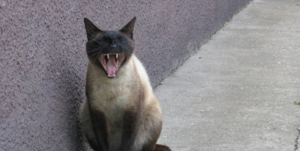 Tři nehody se zvěří za dva dny