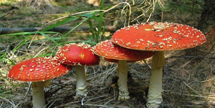 Záchranáři varují před jedovatými houbami