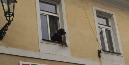 Hlídač jak se patří