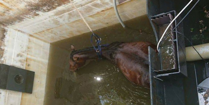 Kůň spadl do nádrže, vyprostili ho hasiči