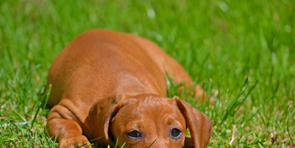 Domácích mazlíčků je již 52, srpnové miminko je zatím osamoceno