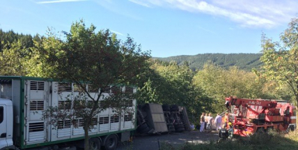 Za obcí Hluboš se převrátil návěs s prasaty, silnice je uzavřena