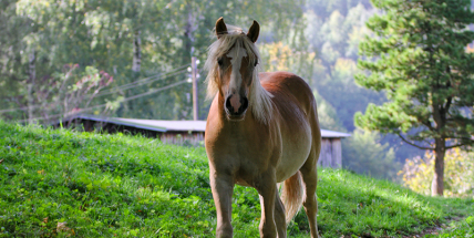 Koněm roku se stal Fusilero z Příbramska