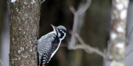 V Brdech byl potvrzen výskyt vzácného datlíka tříprstého