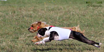 V Orlově se uskutečnily historicky první "chrtí" závody