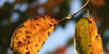 V listopadu budou přes den teploty v průměru kolem pěti stupňů