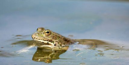 Velký Raputovský rybník na Příbramsku se stal přírodní památkou